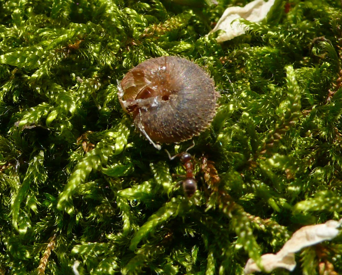Sotto i ricci(oli) ci sono Ciliella ciliata